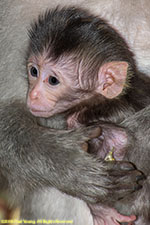 infant macaque